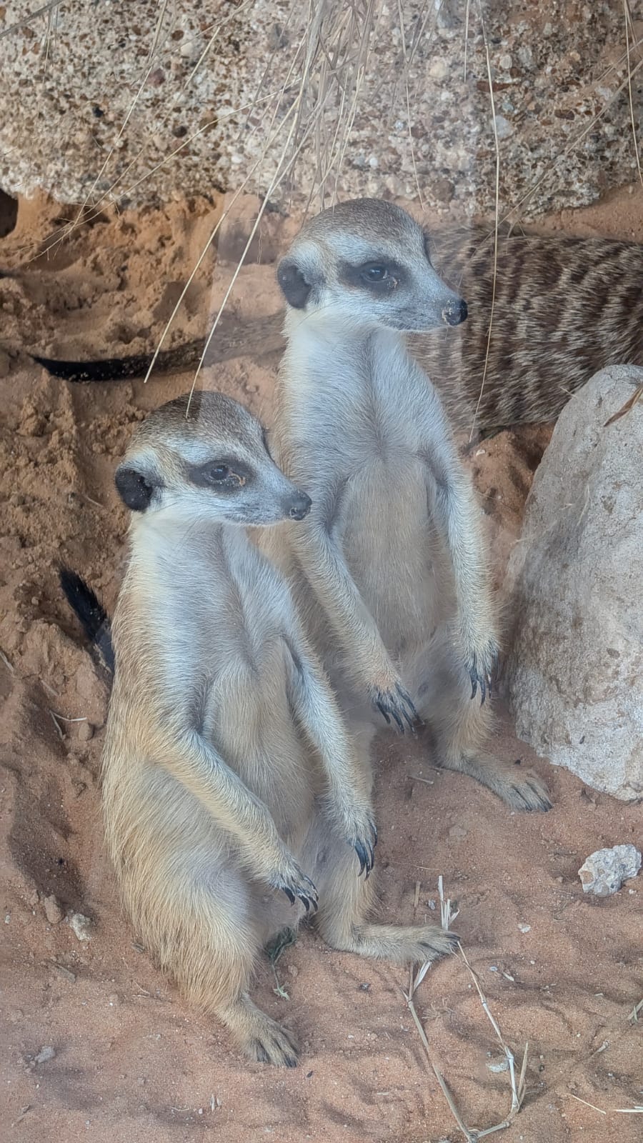 48 Hours In Abu Dhabi: A Perfect Blend Of Culture, Luxury, And Adventure