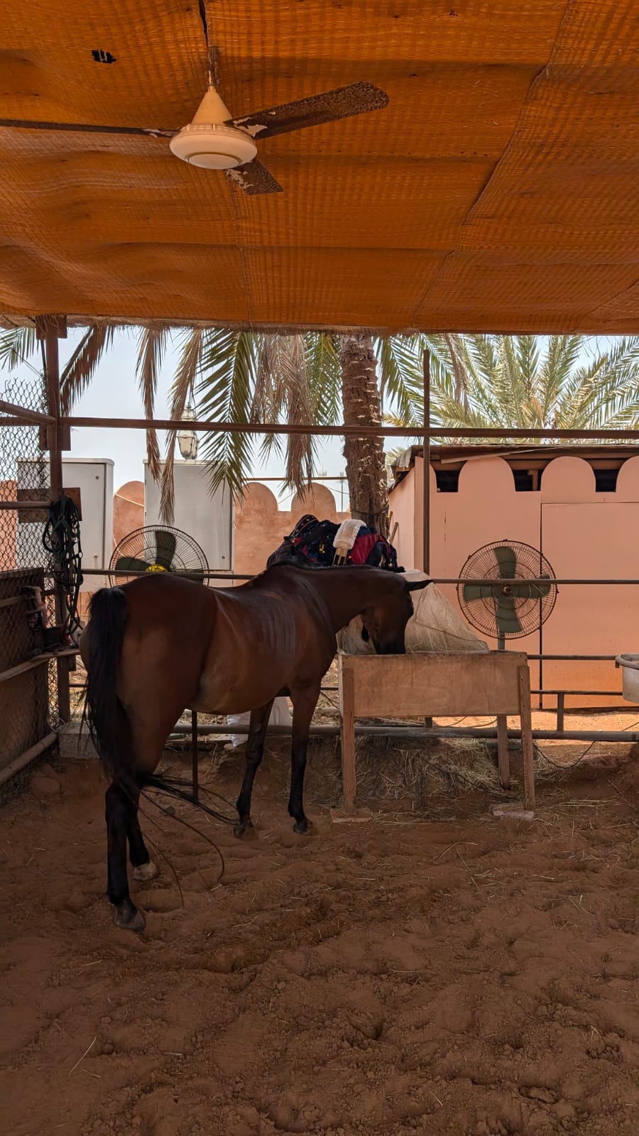 48 Hours In Abu Dhabi: A Perfect Blend Of Culture, Luxury, And Adventure